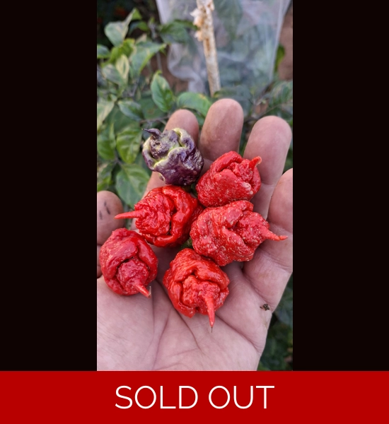 Purple Death FP Red  (10+seeds)